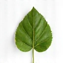 Piktogram Naturalność